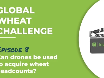 Global Wheat Challenge – Episode 8