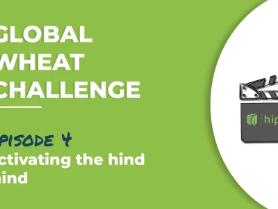 Global Wheat Challenge – Episode 4