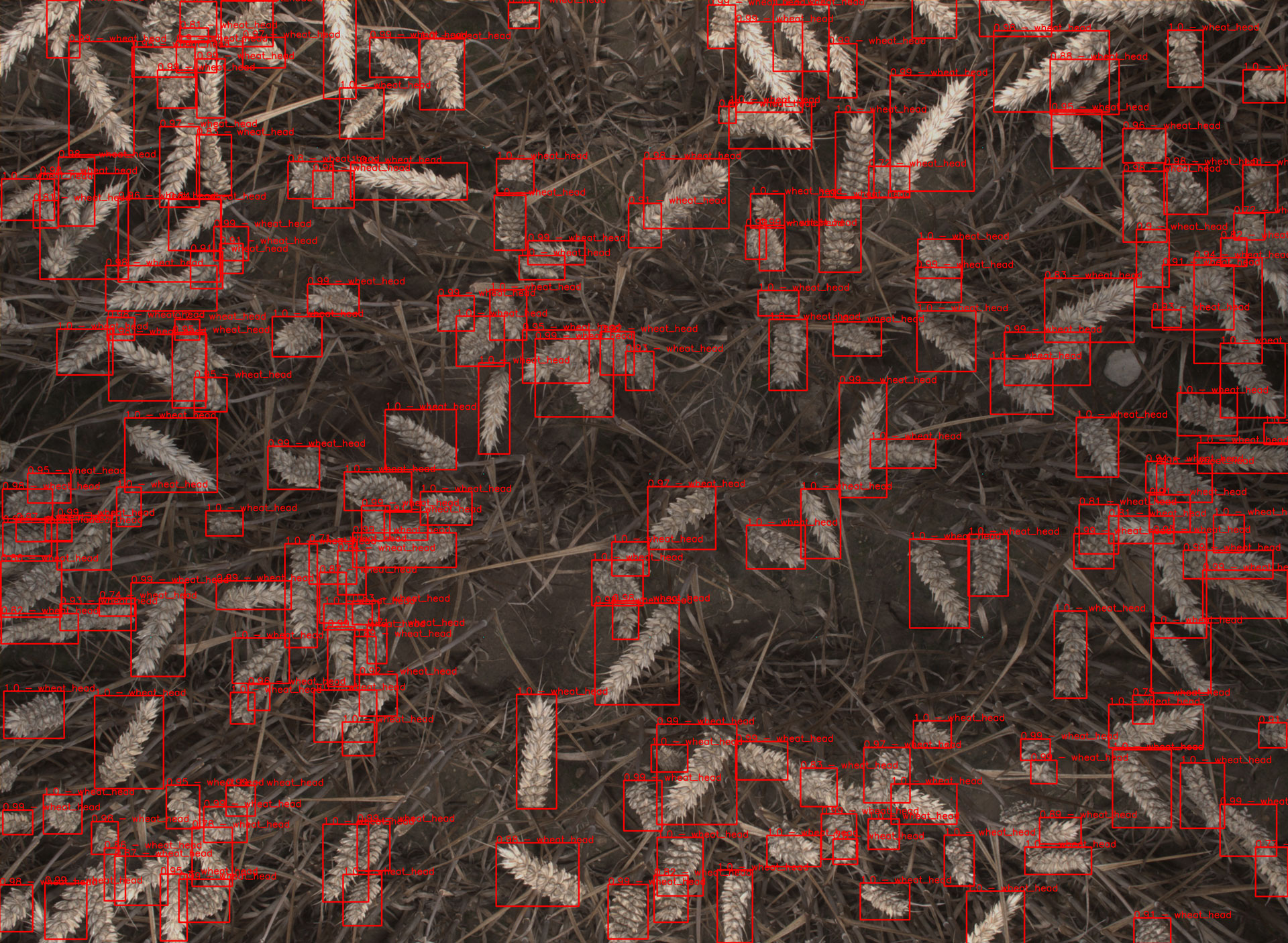 wheat-heads-with-detection-boxes