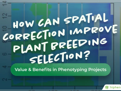 How Can Spatial Correction Improve Plant Breeding Selection?