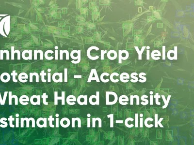 Enhancing Crop Yield Potential – Access Wheat Head Density Estimation in 1-Click