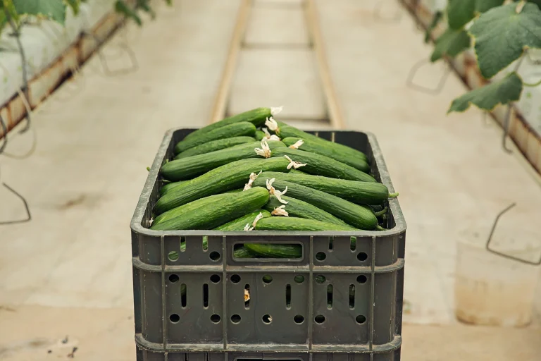 Use case card, cucumber harvest in greenhouse