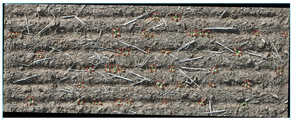 Seedling Emergence Evaluation at Plot Scale
