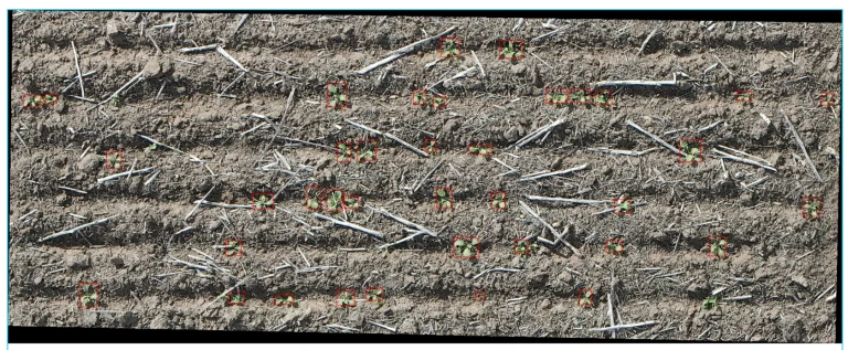 Seedling Emergence Evaluation at Plot Scale