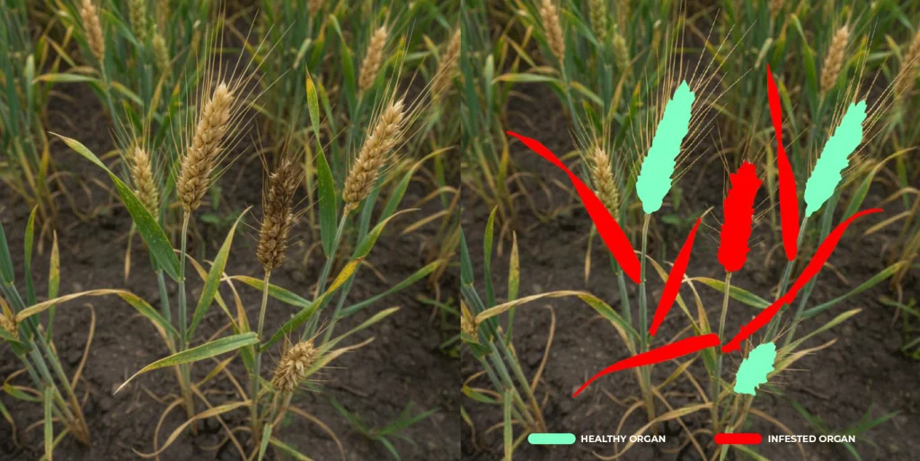 Quantify Disease Symptoms at Organ Level in Field Plots